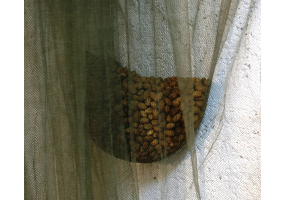 Gowns (1998) (detail)
Green nets and olive pits
Corresponce 007