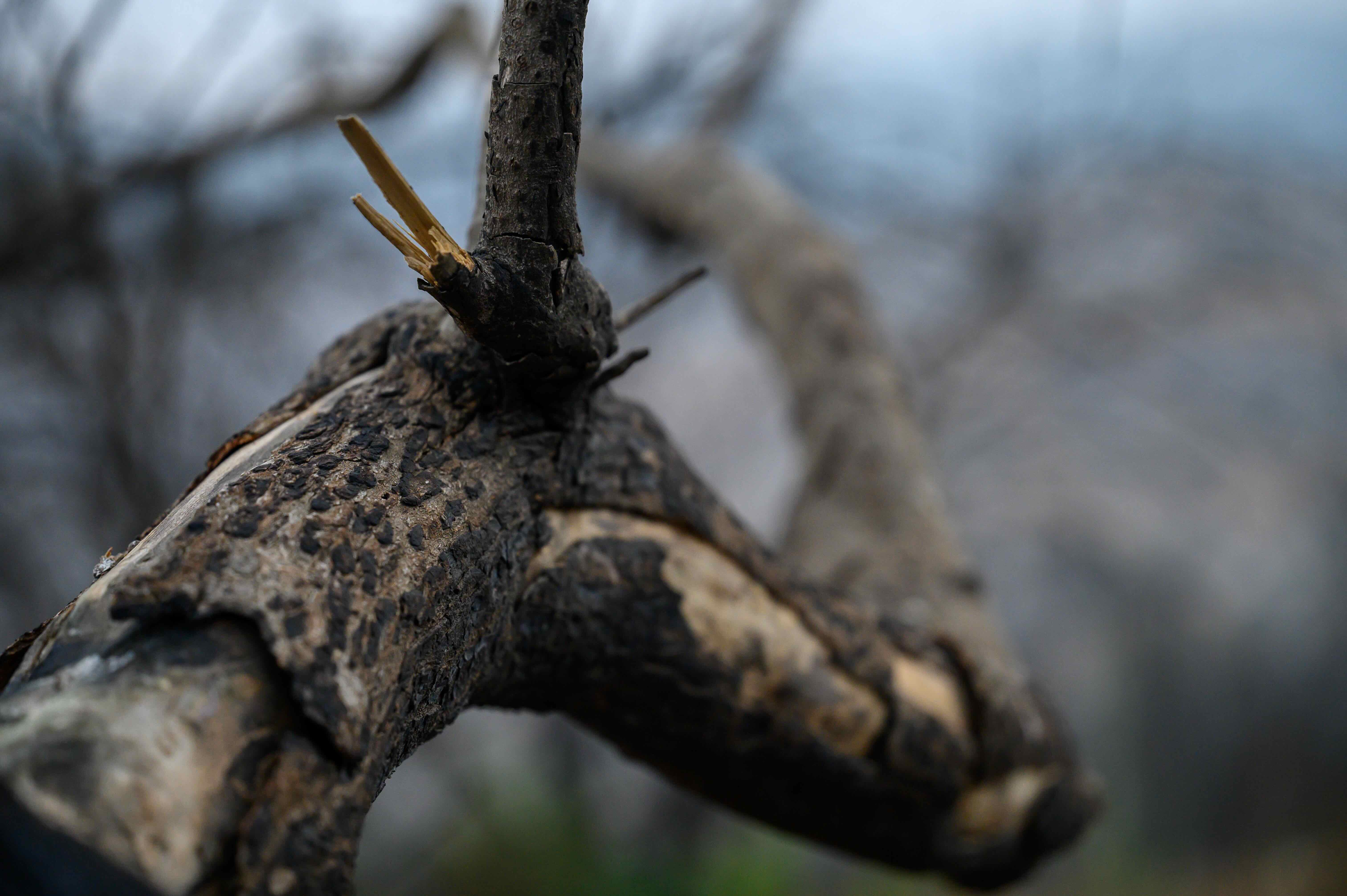 Ein Raziel 04