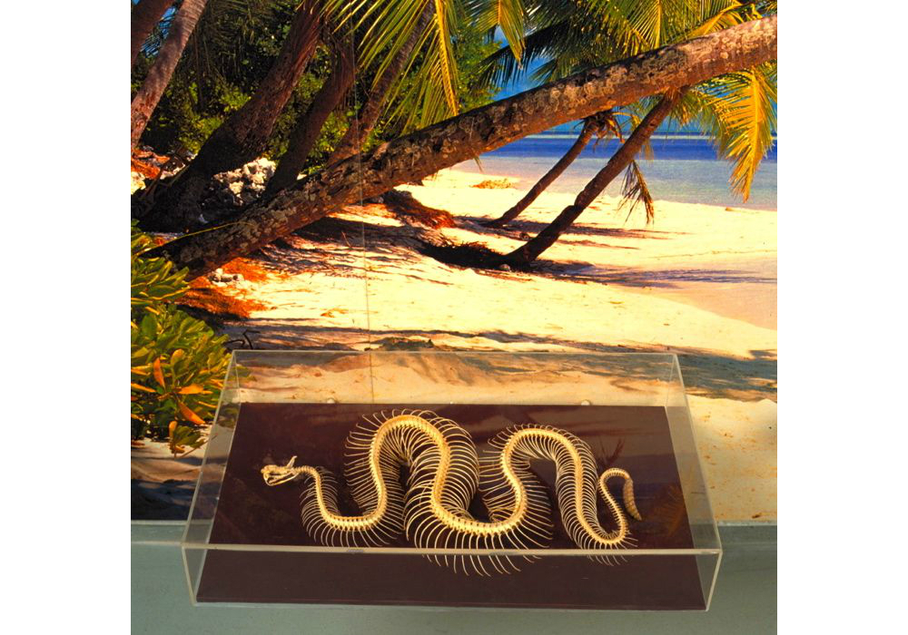 Invitation snake