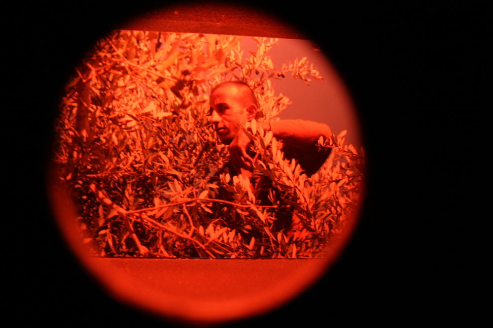 Olive Pickers 010
