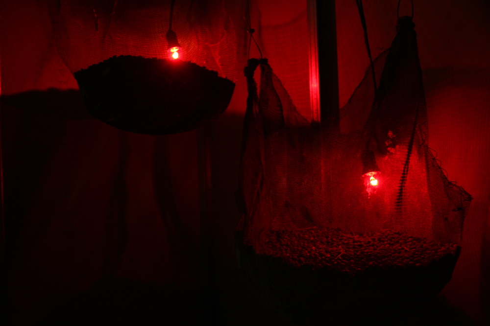 Wired nets with black olive pits (detail) Still Life 06 011