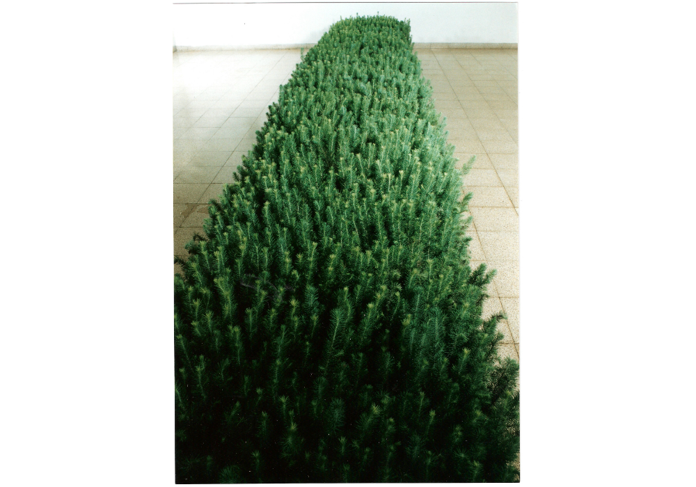 Installation of young pine trees in the installation of 'Liminal', Ein Harod Museum, 2001 The Mobile Forest