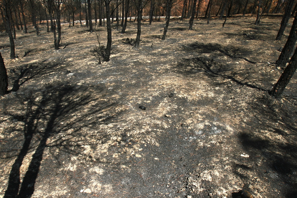 Wounded Forests 02