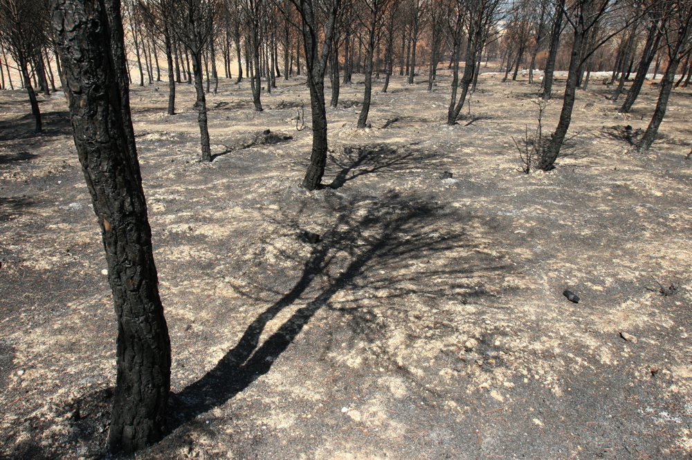 Wounded Forests 03