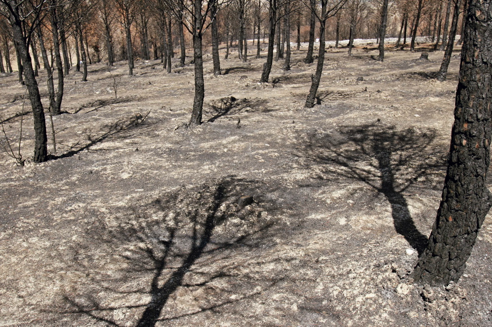 Wounded Forests 04