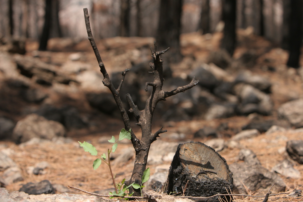 Wounded Forests 05