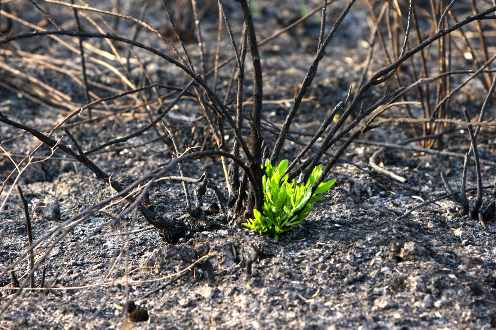Wounded Forests 07