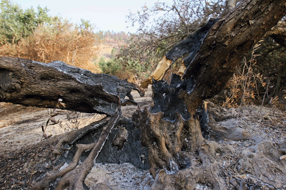 Olive tree, Northern border, 2006 Wounded Forests 08-2