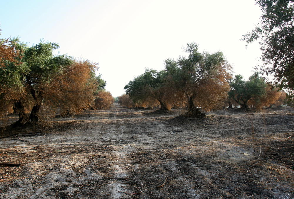 Wounded Forests 09