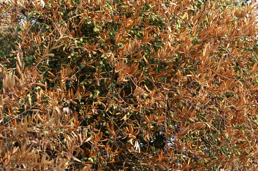 Wounded Forests 10