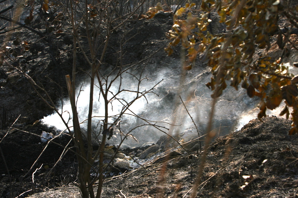 Wounded Forests 12
