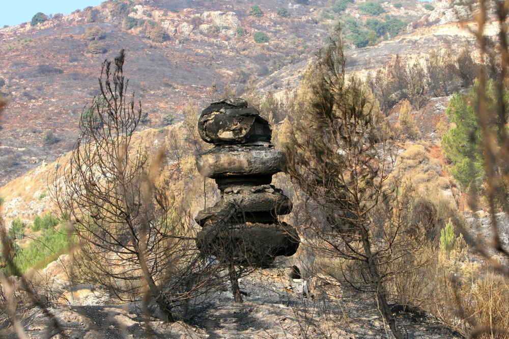 Wounded Forests 14