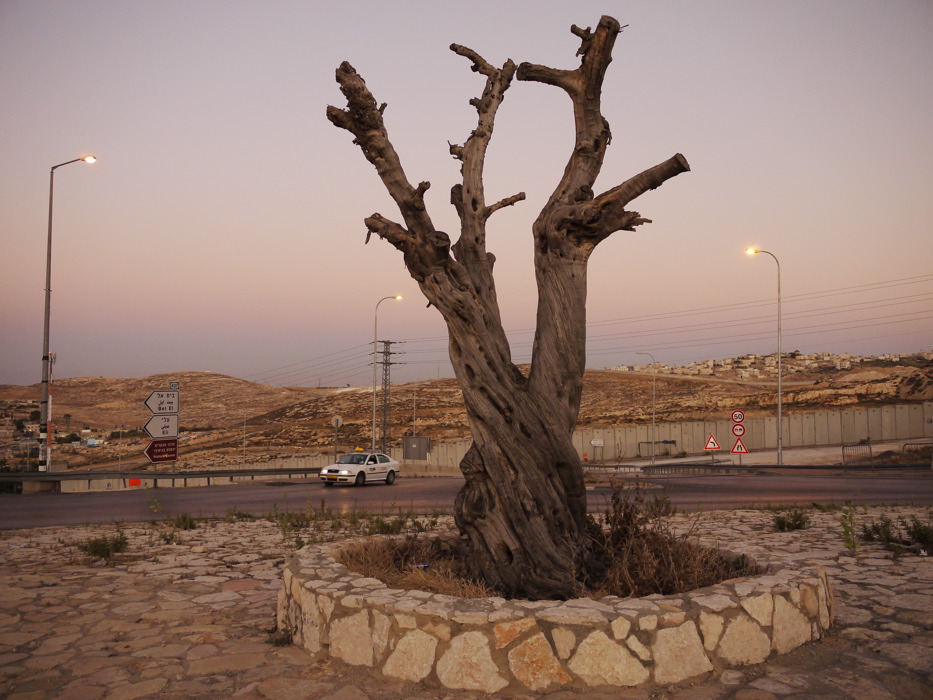 The olive tree at the Hizma checkpoint before the performance
Photo: Ariane Littman The Olive Tree