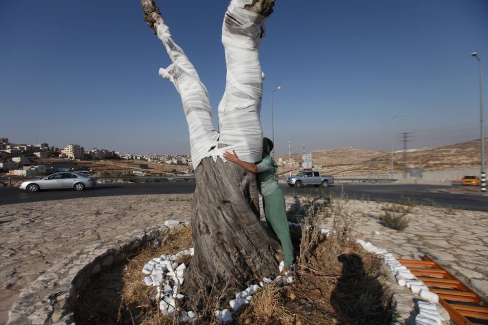 Dressing the dead olive tree at the Hizme checkpoint, performance, , photo Rina Castelnuevo olive tree 008