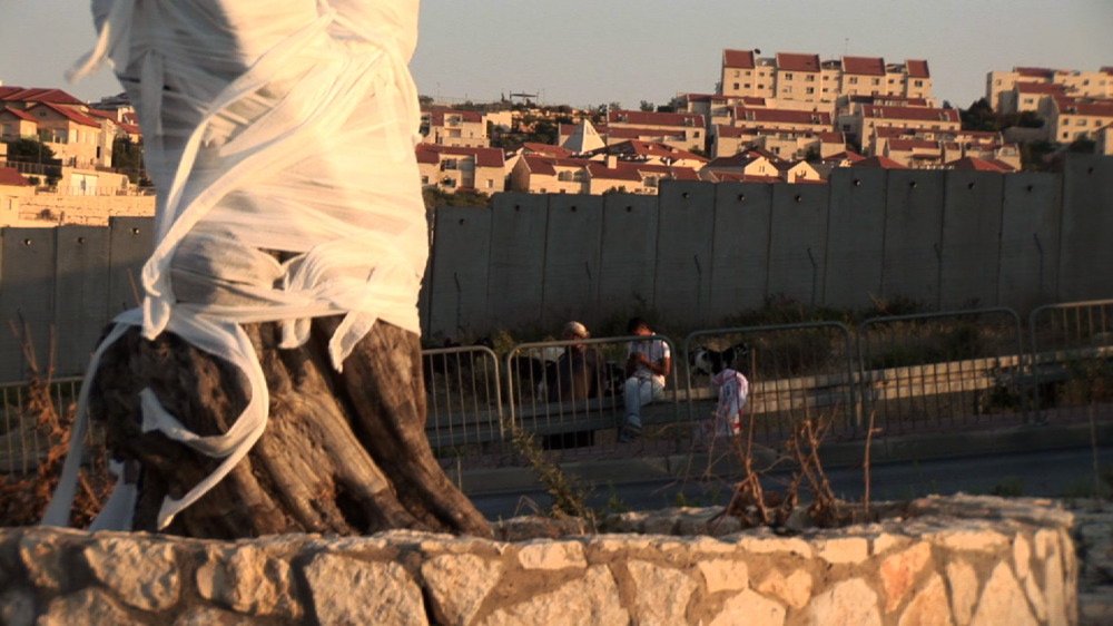 Shepherds beside the wall, behind the wall, Pisgat Ze'ev
Still from video The Olive Tree