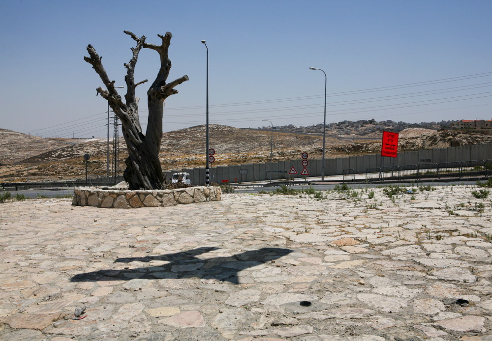 The next day, the bare Olive Tree and the kite Photo: Ariane Littman The Olive Tree